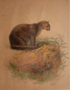 Yaguarundi Cat by Joseph Wolf
